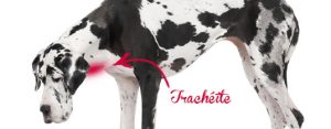 tracheite du chien