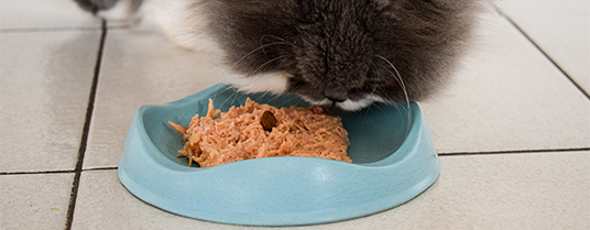 La pâtée pour chat : comment varier les plaisirs ?
