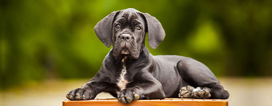 cane corso