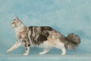 Maine Coon