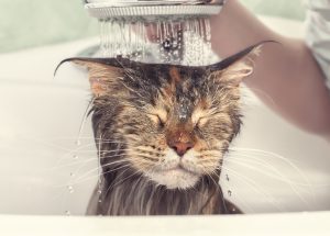 Maine coon lavage