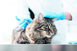 Maine coon vétérinaire