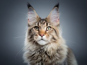 portrait maine coon