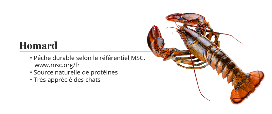 pâtée pour chat Homard MSC